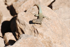 Liolaemus nigroviridis