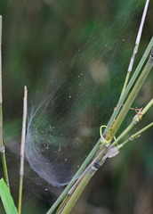 Prosoponoides sinense