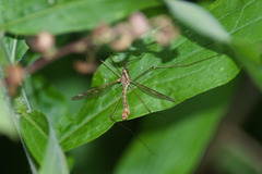 Tipula borealis