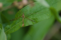 Tipula borealis