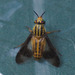 Chrysops vittatus - Photo (c) psweet,  זכויות יוצרים חלקיות (CC BY-SA), uploaded by psweet
