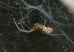 Prosoponoides sinense