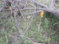 Dichromanthus aurantiacus