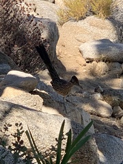 Geococcyx californianus