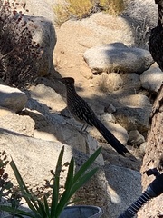 Geococcyx californianus