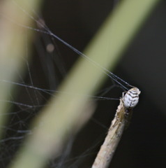 Prosoponoides sinense