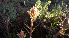 Castilleja praeterita