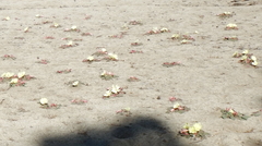 Oenothera primiveris