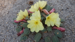 Oenothera primiveris