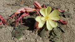 Oenothera primiveris