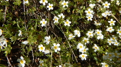 Leptosiphon oblanceolatus