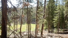 Pinus contorta murrayana