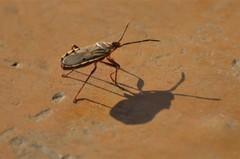 Probergrothius