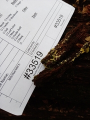 Trichoderma sinuosum