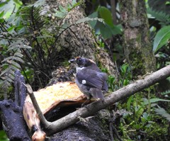 Atlapetes leucopterus