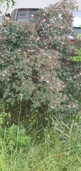Rosa glauca