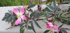 Rosa glauca