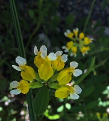 Hosackia pinnata