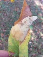 Neuroterus laurifoliae