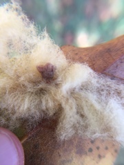 Neuroterus laurifoliae