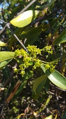 Loeseneriella