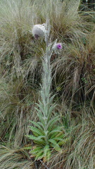 Cirsium nivale
