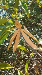 Loeseneriella