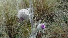Cirsium nivale