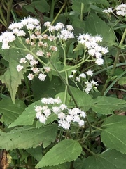 Ageratina altissima altissima