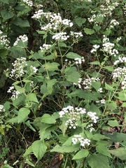 Ageratina altissima altissima