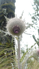 Cirsium nivale