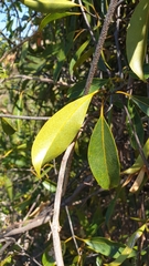 Loeseneriella