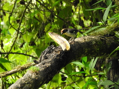 Atlapetes leucopterus