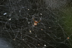 Prosoponoides sinense