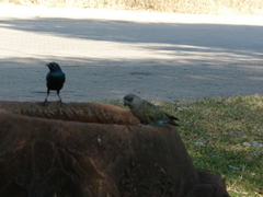 Poicephalus rueppellii