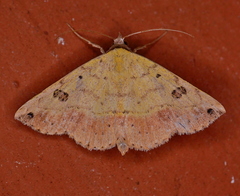 Hemeroplanis floccalis