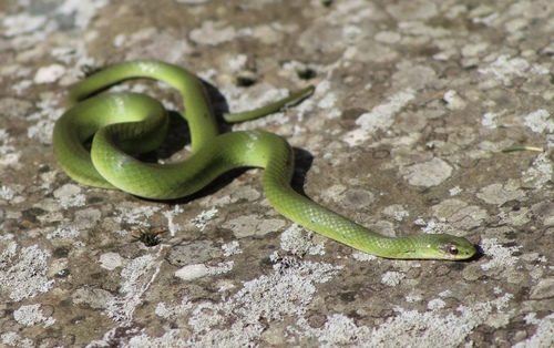 Smooth Greensnake, Shenandoah National Park, Syria, VA, US, photo 7 of 10
