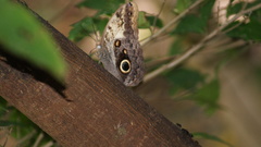 Caligo telamonius memnon