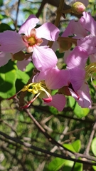 Dichaetanthera