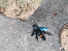 Scolia fasciatopunctata