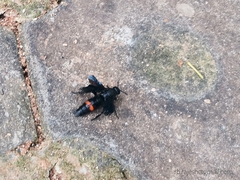 Scolia fasciatopunctata