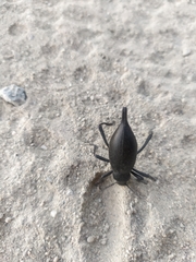 Eleodes eschscholtzii