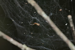 Prosoponoides sinense