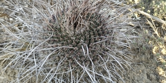 Mammillaria mystax