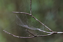 Prosoponoides sinense