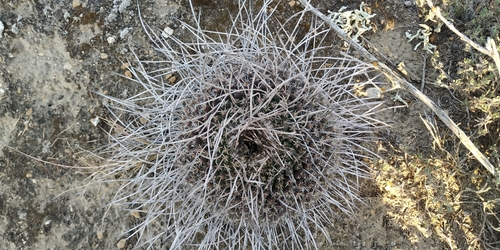 Mammillaria mystax