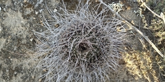 Mammillaria mystax