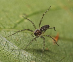 Dendrolycosa