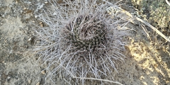 Mammillaria mystax