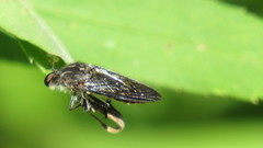 Heteropogon macerinus